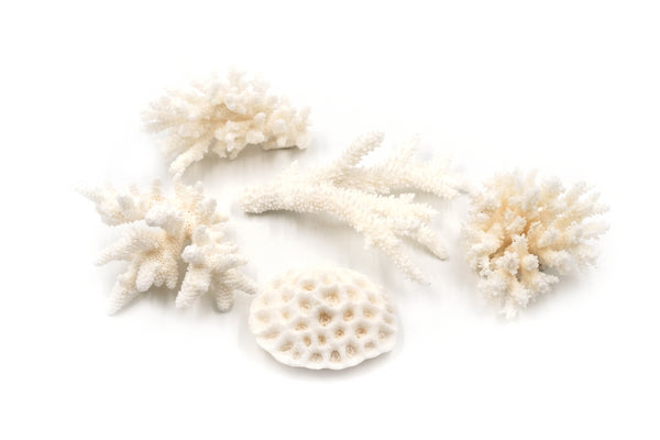 Little Wonders Coral (5 Pieces)